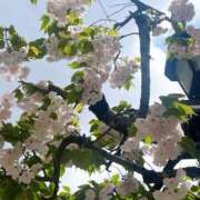 ヒメ日記 2026/04/11 09:01 投稿 吉沢はるか ローテンブルク