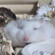 ヒメ日記 2026/01/25 20:07 投稿 もも（花嫁） Yシャツと私