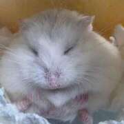 ヒメ日記 2026/04/06 05:53 投稿 もも（花嫁） Yシャツと私