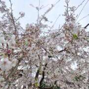 ヒメ日記 2025/04/10 13:02 投稿 ゆめ 脱がされたい人妻 越谷店