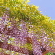 ヒメ日記 2025/05/08 09:01 投稿 ゆめ 脱がされたい人妻 越谷店