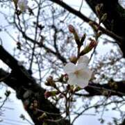 ヒメ日記 2026/03/26 09:17 投稿 ゆめ 脱がされたい人妻 越谷店