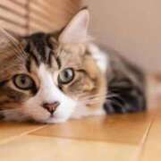 ヒメ日記 2025/08/01 07:45 投稿 みか カワサキ EROTIC