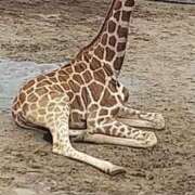 ヒメ日記 2025/06/27 14:53 投稿 まや 妻天 京橋店