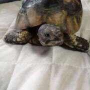 ナバーロ 次の出勤 西川口デッドボール