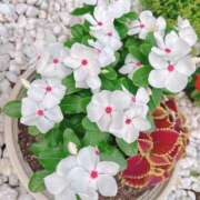 ヒメ日記 2025/07/12 21:54 投稿 ゆず モアグループ南越谷人妻花壇