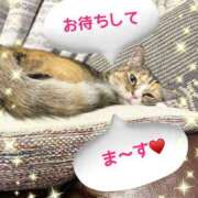 ヒメ日記 2025/11/17 17:35 投稿 Chiaki　Arima ELEGANT－エレガント－