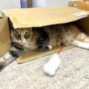 ヒメ日記 2026/03/06 00:30 投稿 Chiaki　Arima ELEGANT－エレガント－