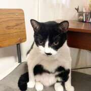 Chiaki　Arima ？？笑 ELEGANT－エレガント－