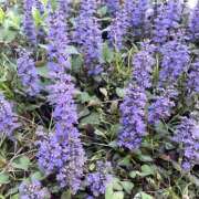 ヒメ日記 2026/04/14 00:15 投稿 Chiaki　Arima ELEGANT－エレガント－