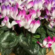 ヒメ日記 2026/03/06 05:14 投稿 ようこ 即アポ奥さん ～津・松阪店～