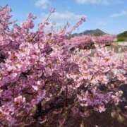 ヒメ日記 2026/03/05 21:20 投稿 みさきさん(清楚な人妻セラピスト！！) 性感エステ アロマミッシェル Aroma Michell