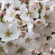 ヒメ日記 2025/04/08 02:24 投稿 千尋（ちひろ） 人妻の蜜