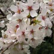 千尋（ちひろ） お花見 人妻の蜜