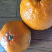 ヒメ日記 2024/12/12 05:00 投稿 ★桃瀬　さき★ デリイズム