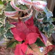 ヒメ日記 2024/12/24 05:00 投稿 ★桃瀬　さき★ デリイズム