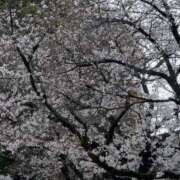 ★桃瀬　さき★ 見たよ♪有り難う♪ デリイズム