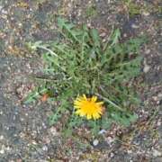 ★桃瀬　さき★ お礼❤️ デリイズム