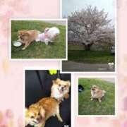 ヒメ日記 2026/04/04 20:01 投稿 ★宮里 みお★ デリイズム