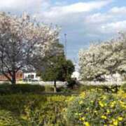 ヒメ日記 2025/04/10 11:55 投稿 うた 丸妻 横浜本店