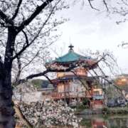 ヒメ日記 2026/03/29 09:35 投稿 うた 丸妻 横浜本店