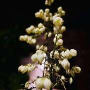 ヒメ日記 2025/11/20 09:15 投稿 南條(なんじょう) Ageha（あげは）