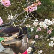 南條(なんじょう) 春を先取り Ageha（あげは）