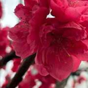 ヒメ日記 2026/04/01 10:31 投稿 南條(なんじょう) Ageha（あげは）