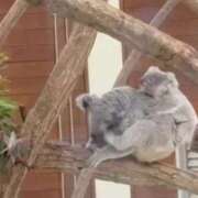 ヒメ日記 2025/03/22 08:23 投稿 あこ ぷよステーション大宮店