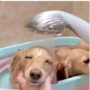 ヒメ日記 2024/12/30 12:07 投稿 冬乃かおり すべりん棒シャンプー娘。（横浜ハレ系）