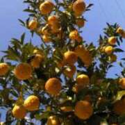 ヒメ日記 2025/01/04 12:51 投稿 冬乃かおり すべりん棒シャンプー娘。（横浜ハレ系）