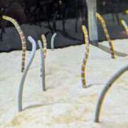 ヒメ日記 2025/04/10 14:56 投稿 冬乃かおり すべりん棒シャンプー娘。（横浜ハレ系）