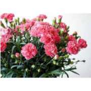 ヒメ日記 2025/05/10 08:56 投稿 冬乃かおり すべりん棒シャンプー娘。（横浜ハレ系）