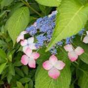 ヒメ日記 2025/06/13 12:18 投稿 冬乃かおり すべりん棒シャンプー娘。（横浜ハレ系）