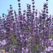 ヒメ日記 2025/07/12 21:23 投稿 冬乃かおり すべりん棒シャンプー娘。（横浜ハレ系）