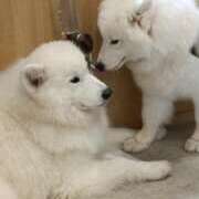 ヒメ日記 2025/07/27 14:08 投稿 冬乃かおり すべりん棒シャンプー娘。（横浜ハレ系）