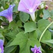 ヒメ日記 2025/07/28 05:22 投稿 冬乃かおり すべりん棒シャンプー娘。（横浜ハレ系）