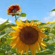 ヒメ日記 2025/08/23 13:54 投稿 冬乃かおり すべりん棒シャンプー娘。（横浜ハレ系）