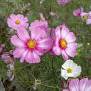 ヒメ日記 2025/10/11 07:23 投稿 冬乃かおり すべりん棒シャンプー娘。（横浜ハレ系）