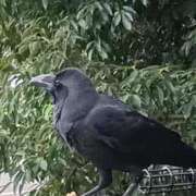 ヒメ日記 2025/10/15 22:24 投稿 冬乃かおり すべりん棒シャンプー娘。（横浜ハレ系）