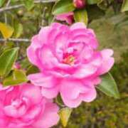 ヒメ日記 2025/12/02 12:30 投稿 冬乃かおり すべりん棒シャンプー娘。（横浜ハレ系）