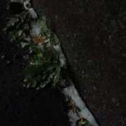 ヒメ日記 2026/01/03 02:13 投稿 冬乃かおり すべりん棒シャンプー娘。（横浜ハレ系）