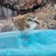 ヒメ日記 2026/04/01 22:49 投稿 冬乃かおり すべりん棒シャンプー娘。（横浜ハレ系）