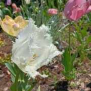 ヒメ日記 2026/04/19 13:26 投稿 冬乃かおり すべりん棒シャンプー娘。（横浜ハレ系）