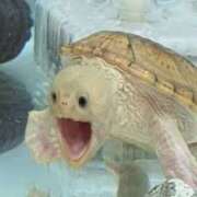 ヒメ日記 2025/06/25 16:23 投稿 みやび ていくぷらいど.学園