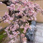 ヒメ日記 2025/03/24 10:26 投稿 かな エディーズ