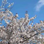 ヒメ日記 2025/04/03 09:44 投稿 かな エディーズ