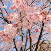 ヒメ日記 2025/04/08 09:53 投稿 かな エディーズ