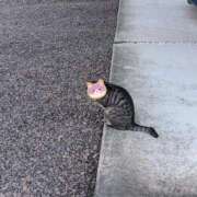 ヒメ日記 2025/09/24 07:56 投稿 かな エディーズ