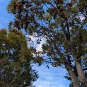 ヒメ日記 2025/10/31 10:00 投稿 かな エディーズ